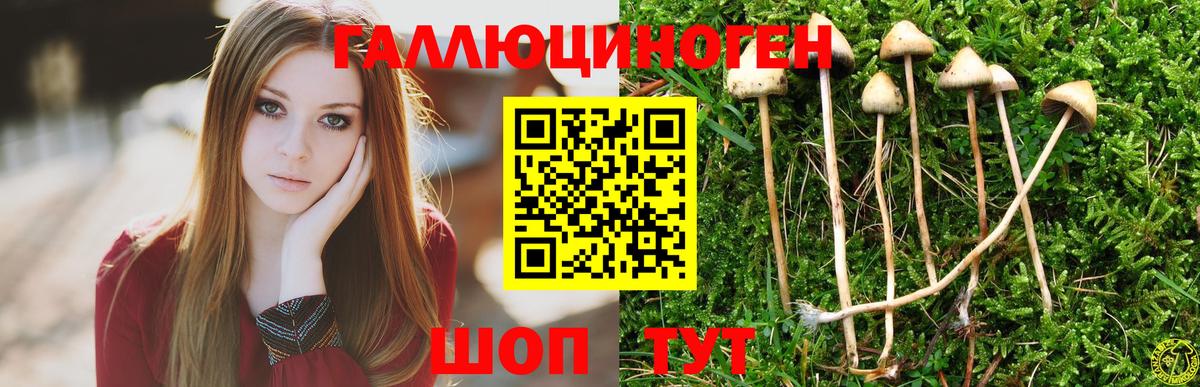 Псилоцибиновые грибы Psilocybe Елабуга
